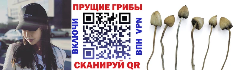 Псилоцибиновые грибы MAGIC MUSHROOMS  Купить где  Устюжна 